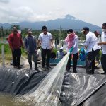 Panen Udang Vannamei di SUPMN Kota Agung