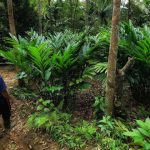 Petani Hutan Desa Banjaran Sejahtera Berkat Agroforestri