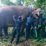 Kawanan Gajah Liar 'Bunga' dan 'Jambul' Dipasang GPS Collar