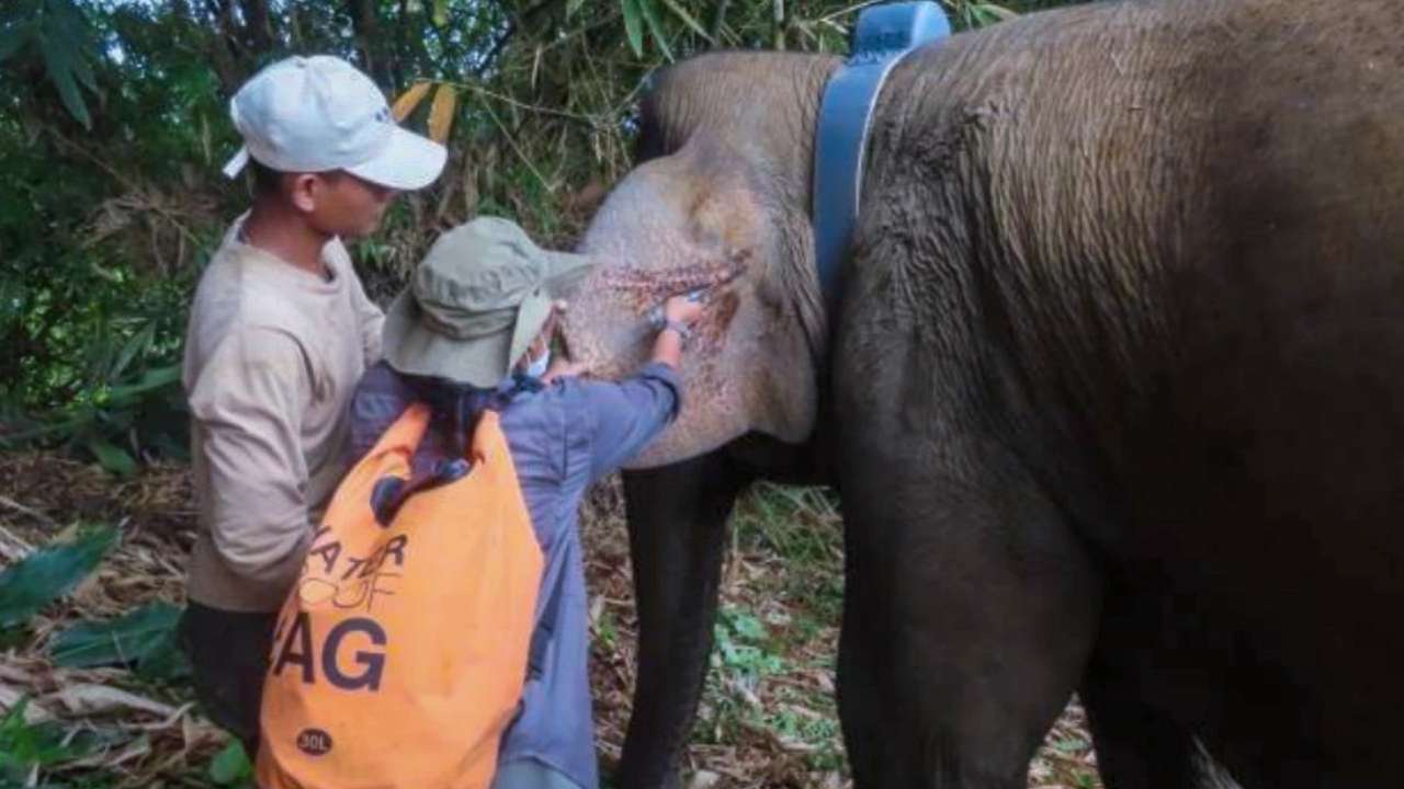 Gajah Sumatra 'Ramadhani' Dipasang GPS Collar