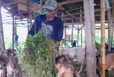 Pedagang Hewan Kurban di Bandar Lampung Curhat Omset Turun