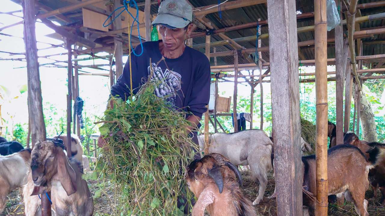 Pedagang Hewan Kurban di Bandar Lampung Curhat Omset Turun