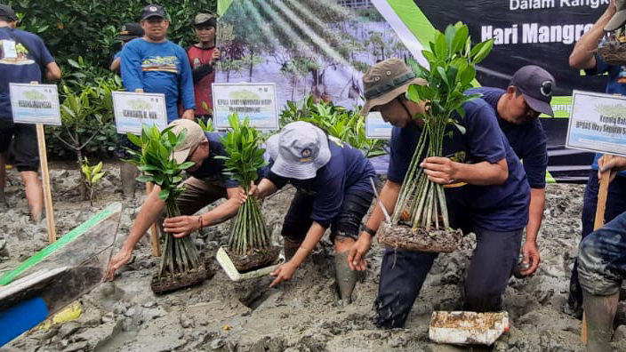 Menyemai Asa di Mangrove KPH Gunung Balak