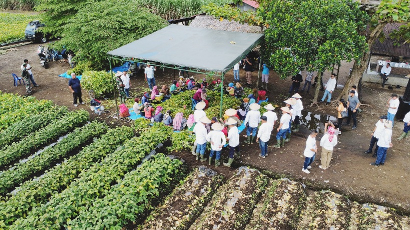 Panen Perdana Edamame di kebun Sei Semayang