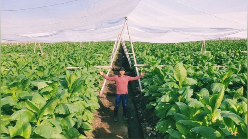 Budidaya Tembakau di Indonesia