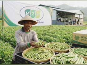 Edamame dan Okra Mitratani