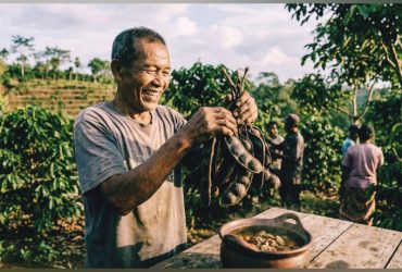 Potensi Jengkol Lampung
