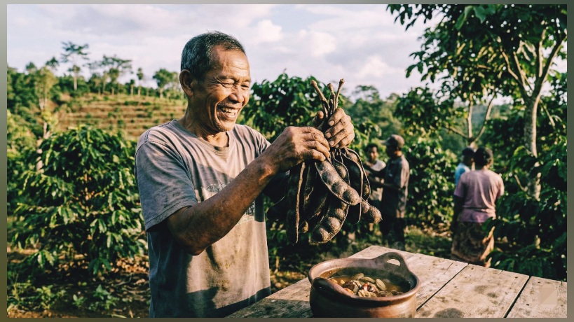 Potensi Jengkol Lampung
