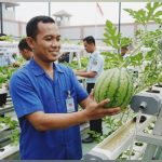 Budidaya Semangka Hidroponik di Lapas Bandarlampung