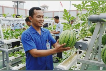 Budidaya Semangka Hidroponik di Lapas Bandarlampung