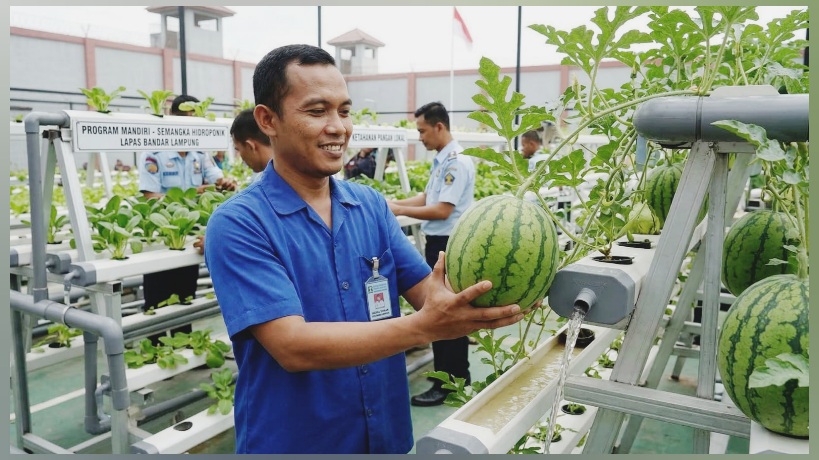 Budidaya Semangka Hidroponik di Lapas Bandarlampung