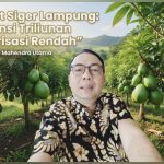 Potensi Alpukat Siger Lampung