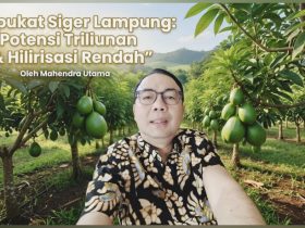 Potensi Alpukat Siger Lampung