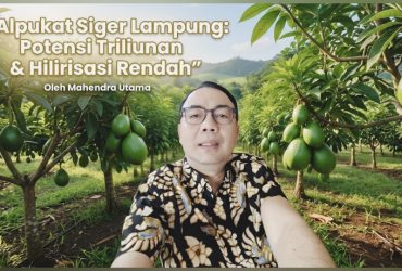 Potensi Alpukat Siger Lampung