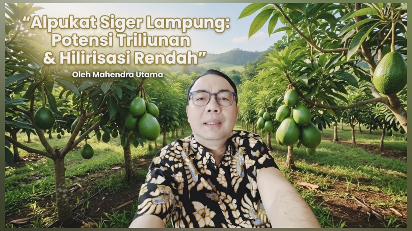 Potensi Alpukat Siger Lampung