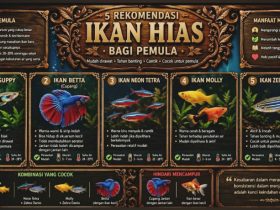 Rekomendasi 5 Ikan Hias bagi Pemula