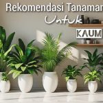 Rekomendasi 5 Tanaman Hias Estetik dan Sehat