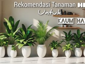 Rekomendasi 5 Tanaman Hias Estetik dan Sehat