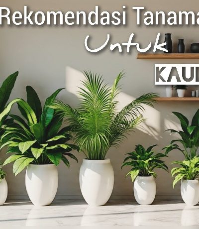 Rekomendasi 5 Tanaman Hias Estetik dan Sehat