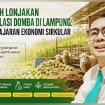 Populasi Domba di Lampung