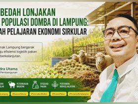 Populasi Domba di Lampung