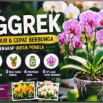 Rahasia Anggrek Tumbuh Subur dan Cepat Berbunga