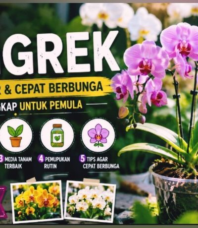 Rahasia Anggrek Tumbuh Subur dan Cepat Berbunga