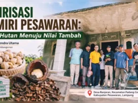 Hilirisasi Kemiri Pesawaran