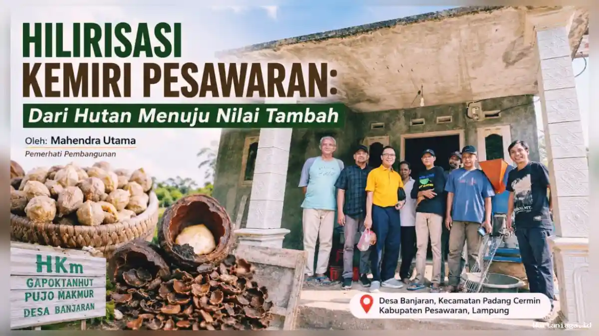 Hilirisasi Kemiri Pesawaran